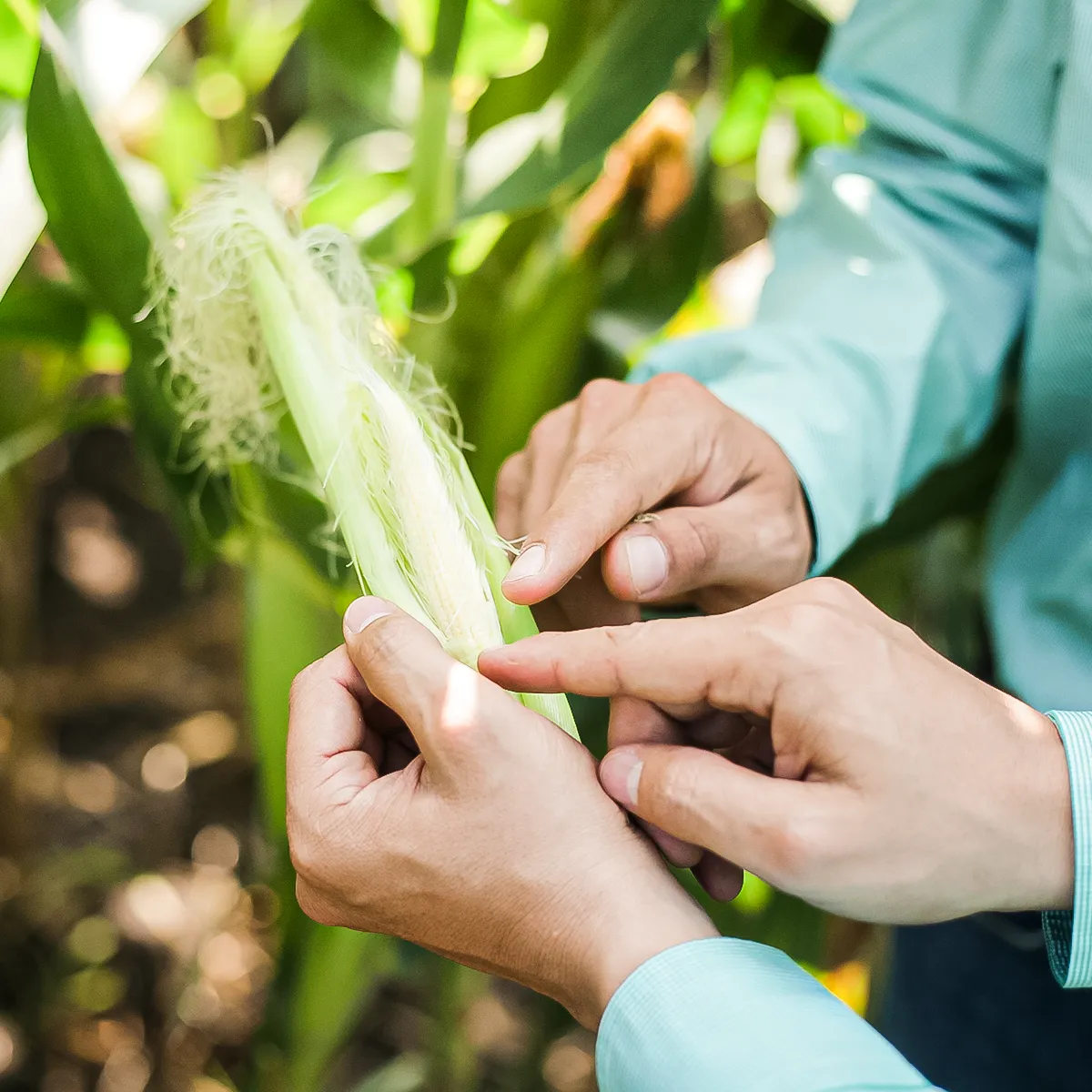 Fertilizantes Granulados